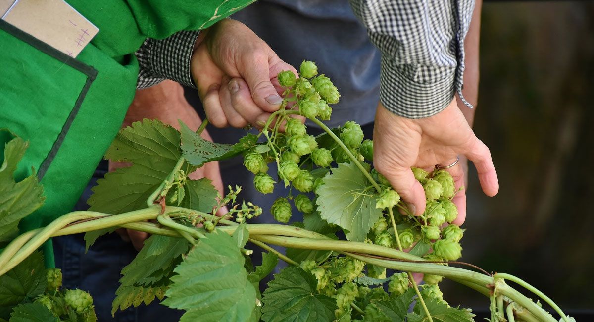 The Hippest Hops